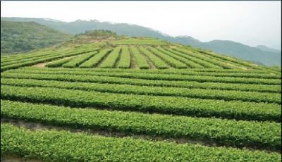 火田大茂山茶，福建漳州特产火田大茂山茶图文介绍