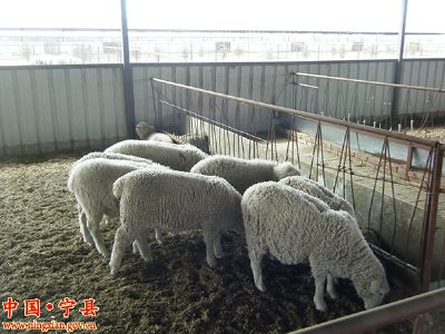 宁州肉羊，甘肃省庆阳特产宁州肉羊图文介绍