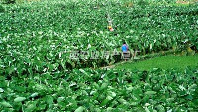 全州槟榔芋，广西桂林特产全州槟榔芋图文介绍