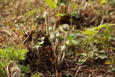 贵定薇菜，贵州黔南州特产贵定薇菜图文介绍