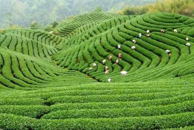 花桥藤茶，湖南衡阳特产花桥藤茶图文介绍