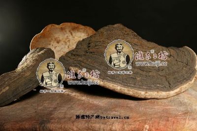 野生裂蹄层孔菌，吉林延边特产野生裂蹄层孔菌图文介绍