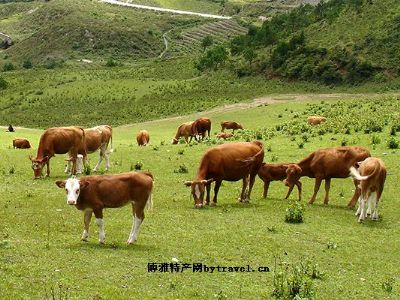 泾源黄牛图文介绍