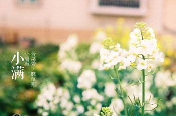 苦苦菜，宁夏石嘴山特产苦苦菜图文介绍