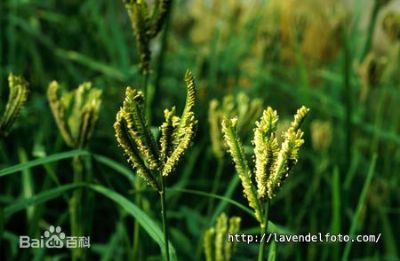 察隅龙爪稷，西藏林芝特产察隅龙爪稷图文介绍